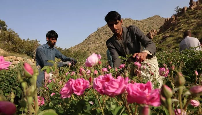 Foreign labourers harvesting the roses in Taif. — AFP