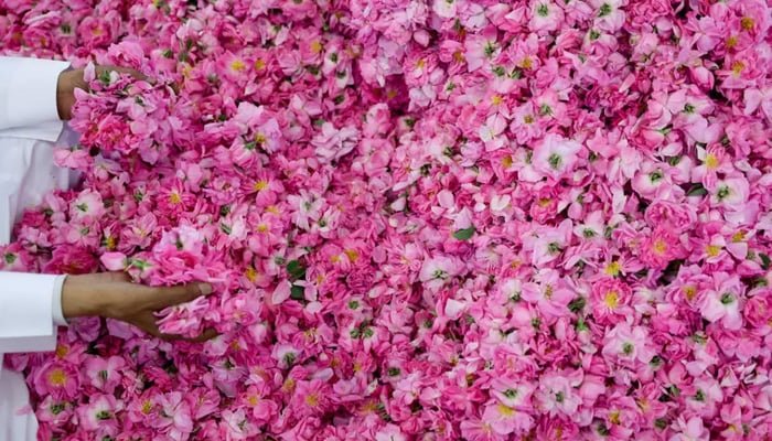 A man checks the wild roses picked from the fields. — AFP