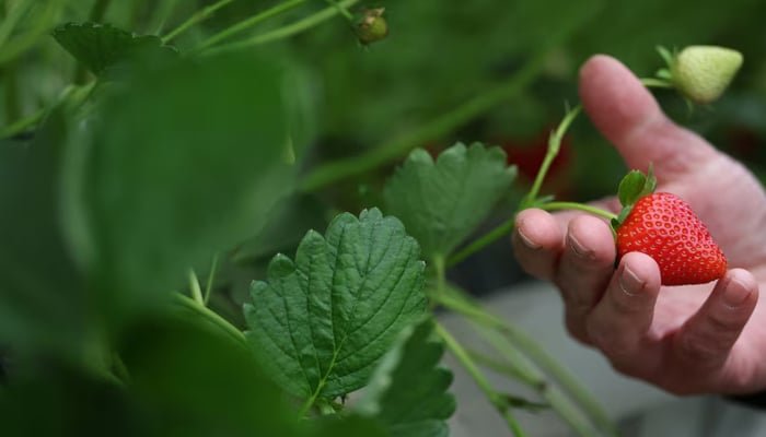 Strawberry plants are seen inside a poly tunnel at Chambers farm, June 3, 2025. — Reuters