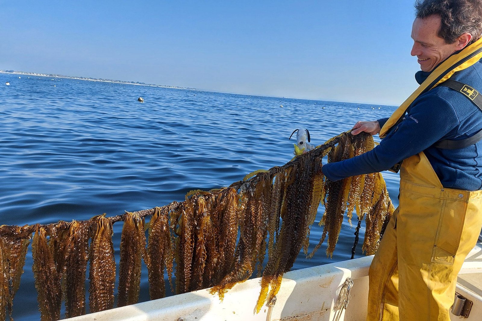 Algolesko, off the coast of Lesconil, in Brittany, is one of the largest seaweed farms in continental Europe, with 150 hectares of organic Laminaria culture. Algolesko, off the coast of Lesconil, in Brittany, is one of the largest seaweed farms in continental Europe, with 150 hectares of organic Laminaria culture.