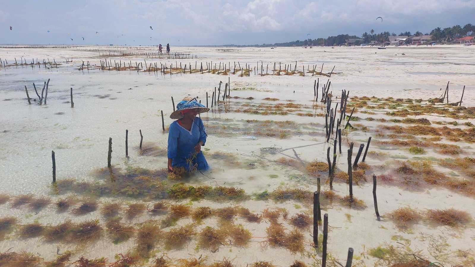 On the island of Zanzibar, the seaweed boom began with a surge in demand for food texturizers made of algae. Widows and single women quickly stepped up. On the island of Zanzibar, the seaweed boom began with a surge in demand for food texturizers made of algae. Widows and single women quickly stepped up.
