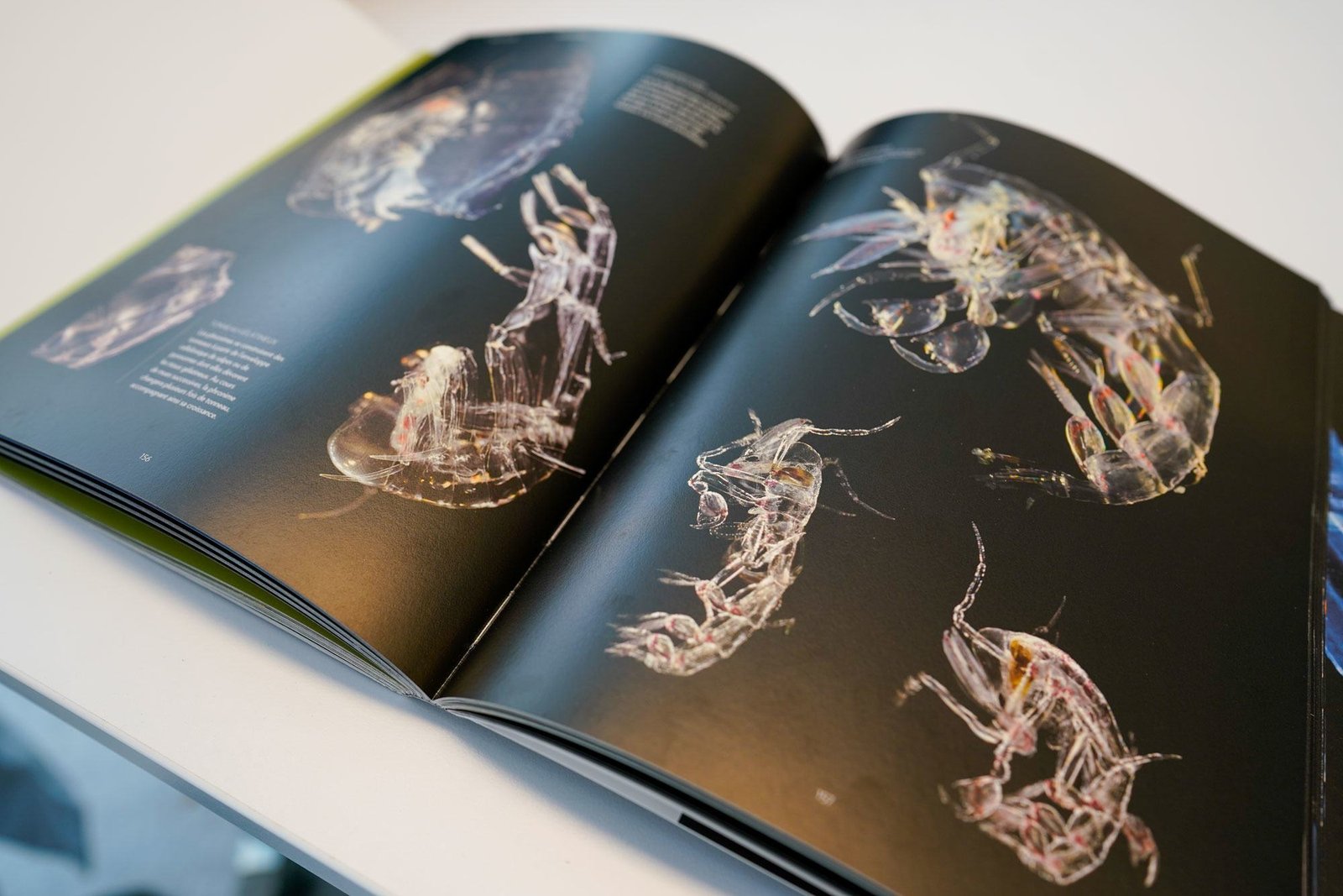 Phronima, a deep-sea zooplankton, inspired the design of the creature in the 1979 film, “Alien.” Phronima, a deep-sea zooplankton, inspired the design of the creature in the 1979 film, “Alien.”