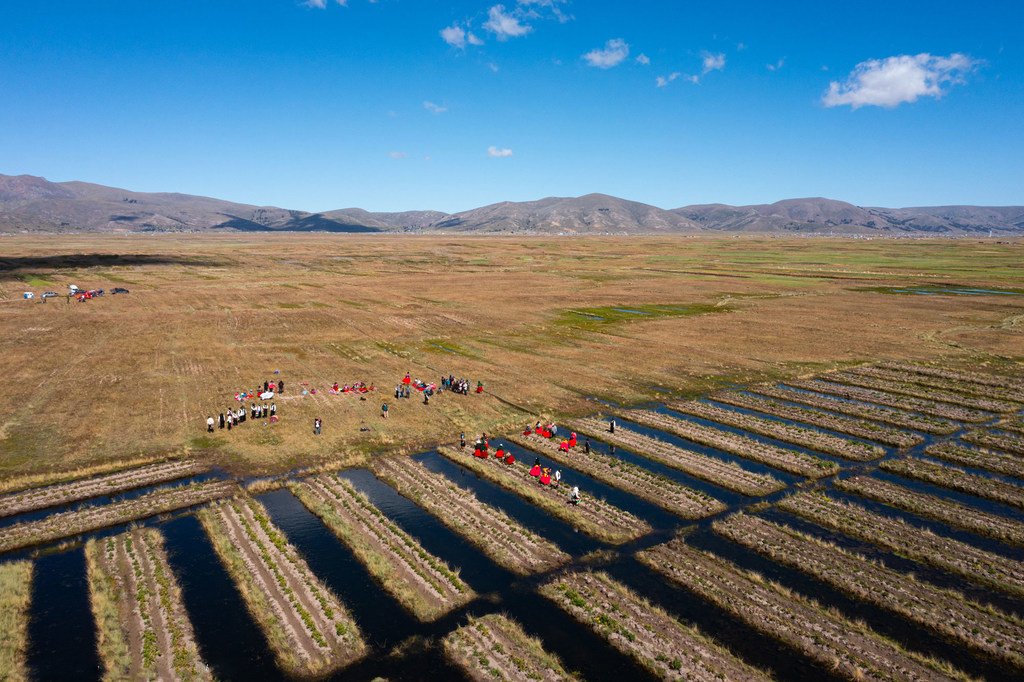 Another method implemented is the rehabiWaru warus in Thunco: an ancient farming technique with canals and raised beds to manage droughts and floods. Another method implemented is the rehabiWaru warus in Thunco: an ancient farming technique with canals and raised beds to manage droughts and floods.